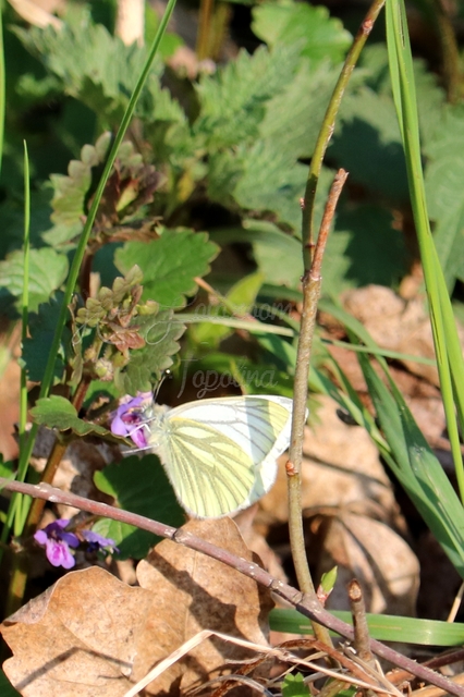 Pieris napi - repcelepke