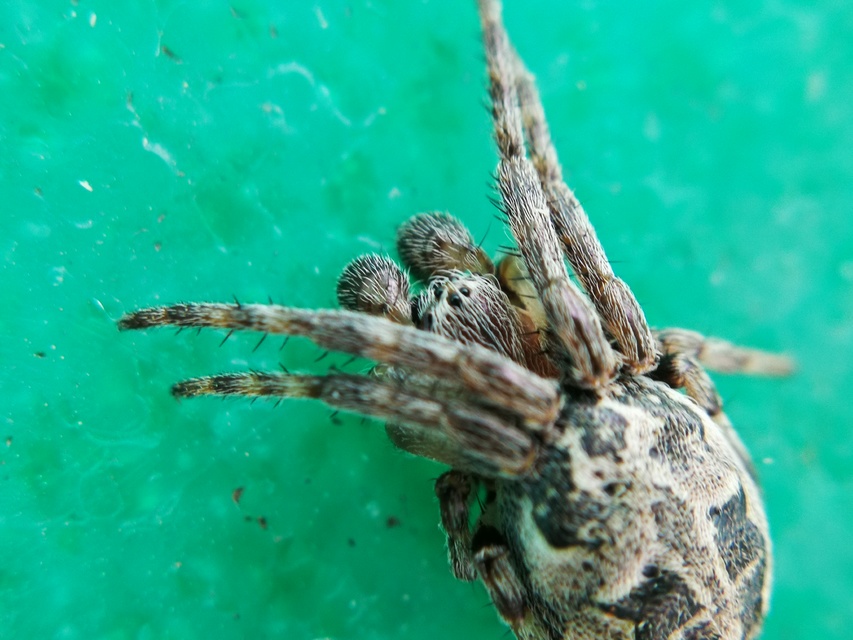 Larinioides