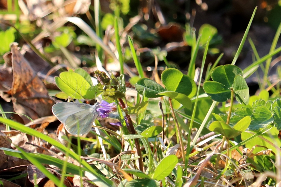 Leptidea sinapis - mustárlepke