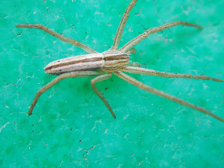 Tibellus