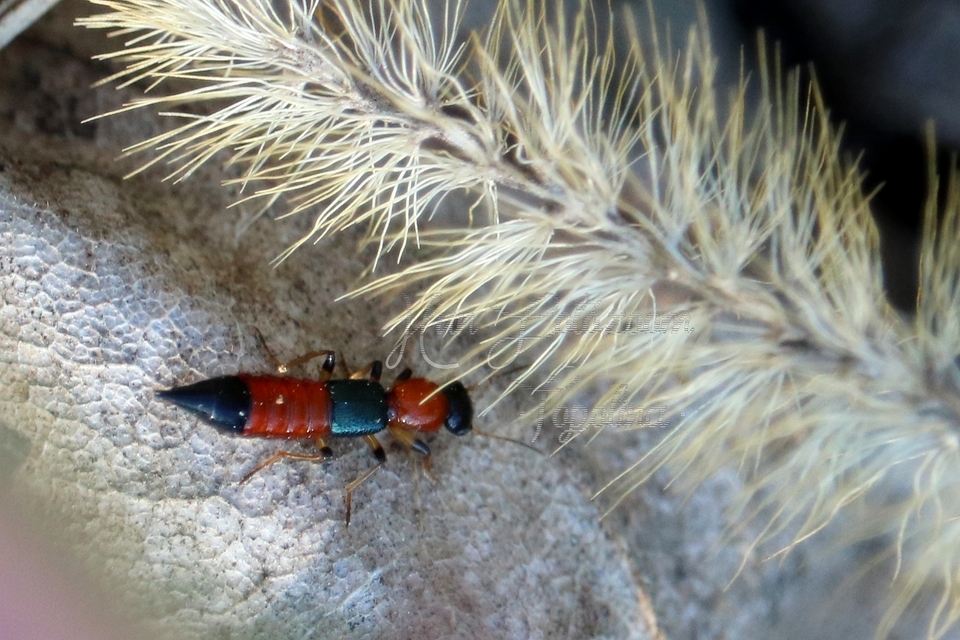 Paederus