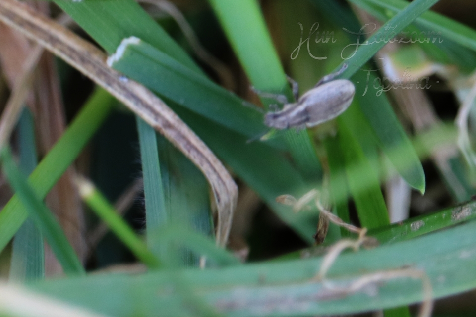 Sitona humeralis - lucerna-csipkézőbogár