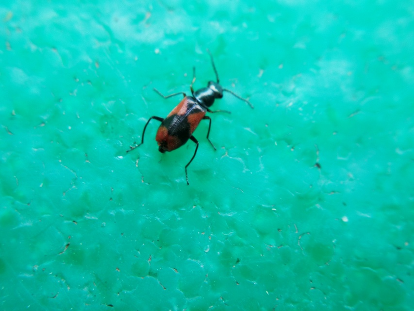Anthocomus equestris - kétszínű bibircsesbogár