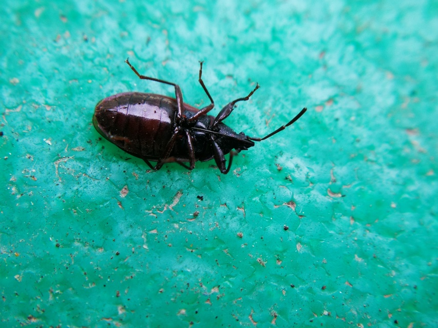 Gastrodes grossipes - lapos bodobács
