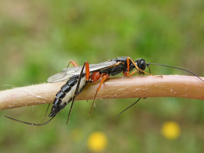 Neoxorides nitens