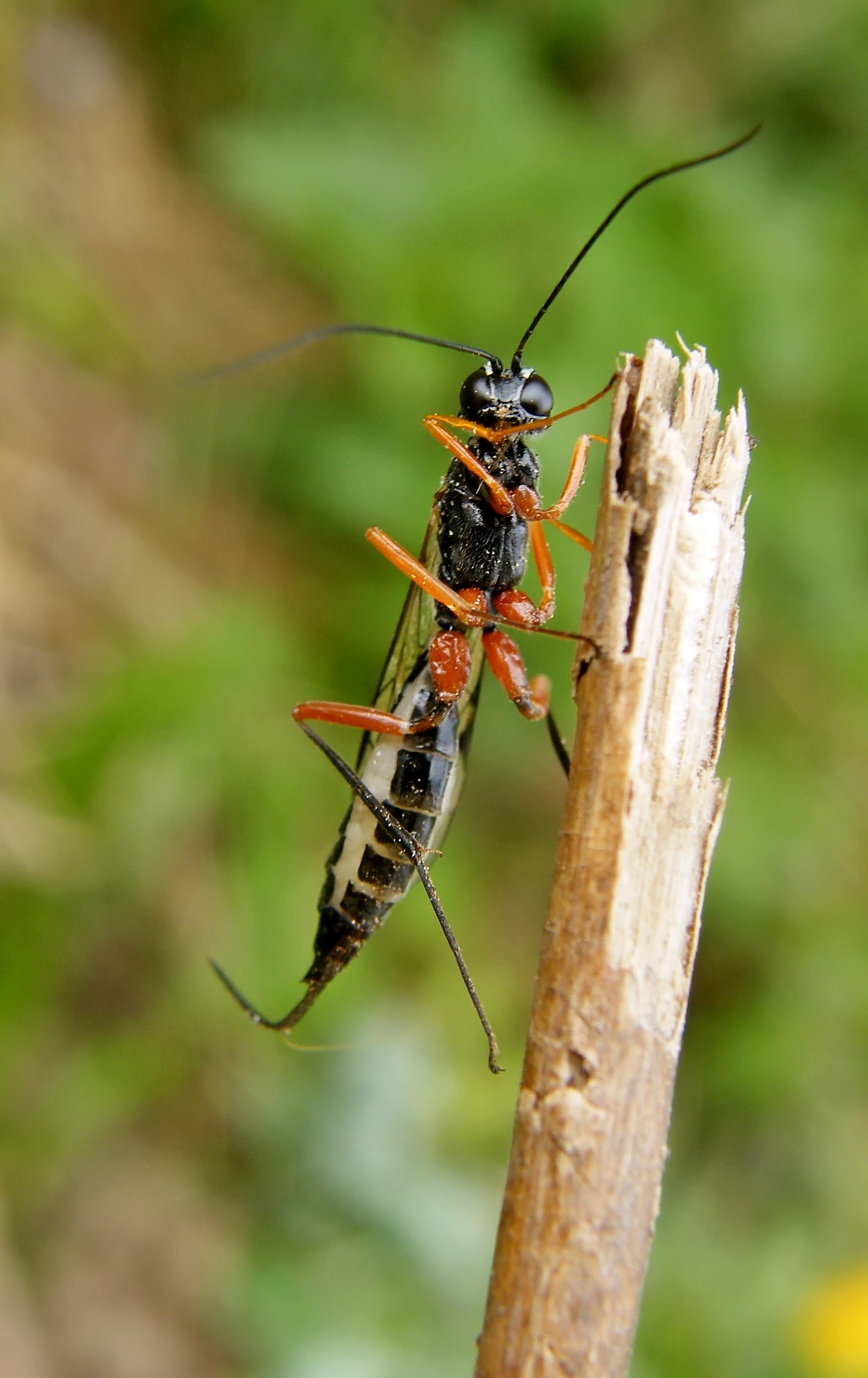Neoxorides nitens