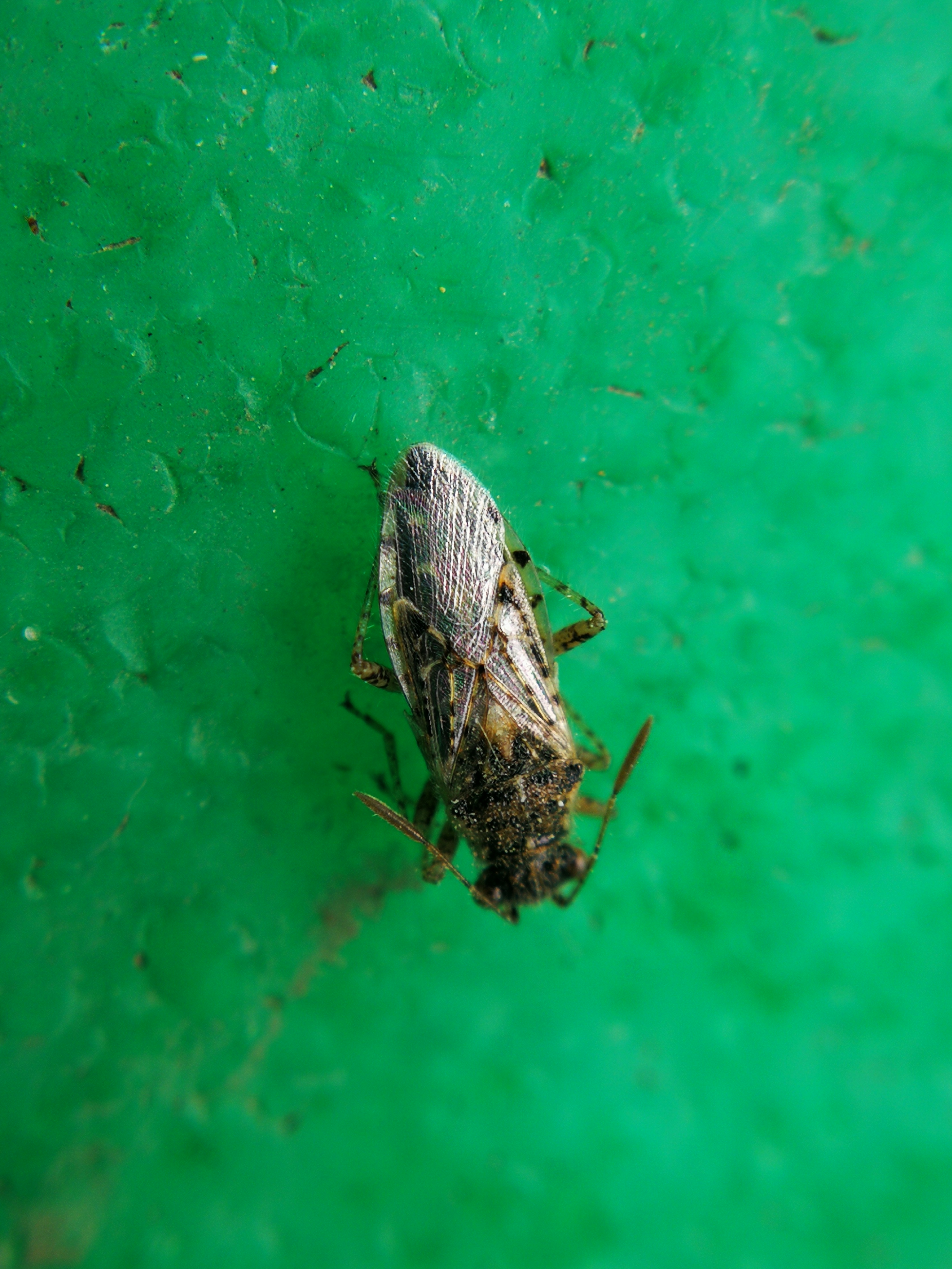 Brachycarenus tigrinus - rövidfejű üvegszárnyú-poloska