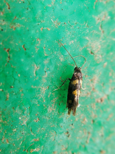 Chrysoesthia sexguttella - aranyfoltos sarlósmoly