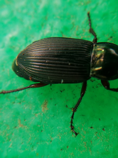 Poecilus cupreus - rezes gyászfutó