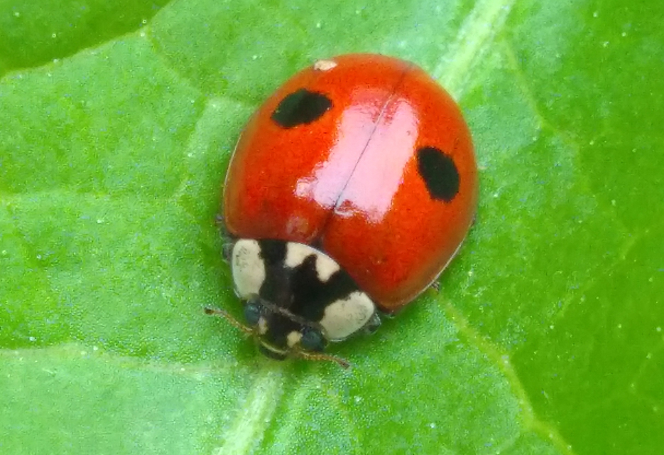 Adalia bipunctata - kétpettyes katica