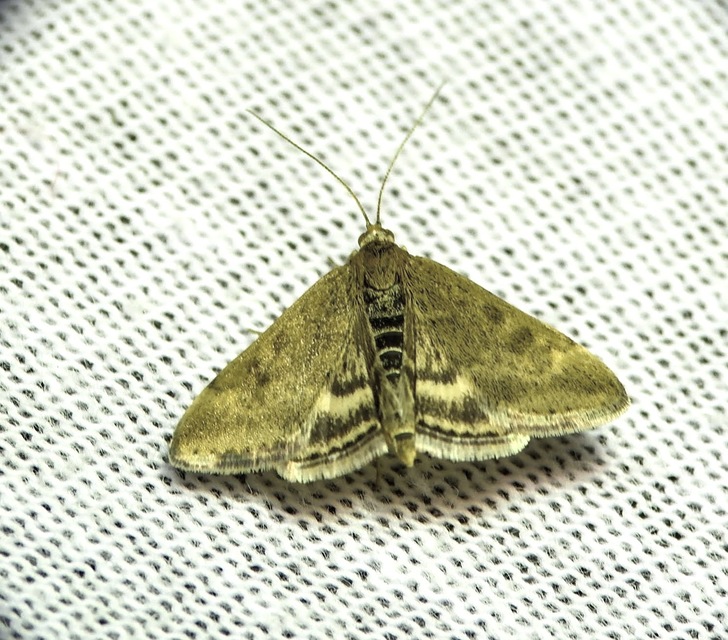 Pyrausta despicata - réti bíbormoly