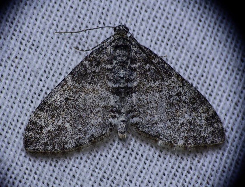Trichopteryx carpinata - nyárfa-lebenyesaraszoló