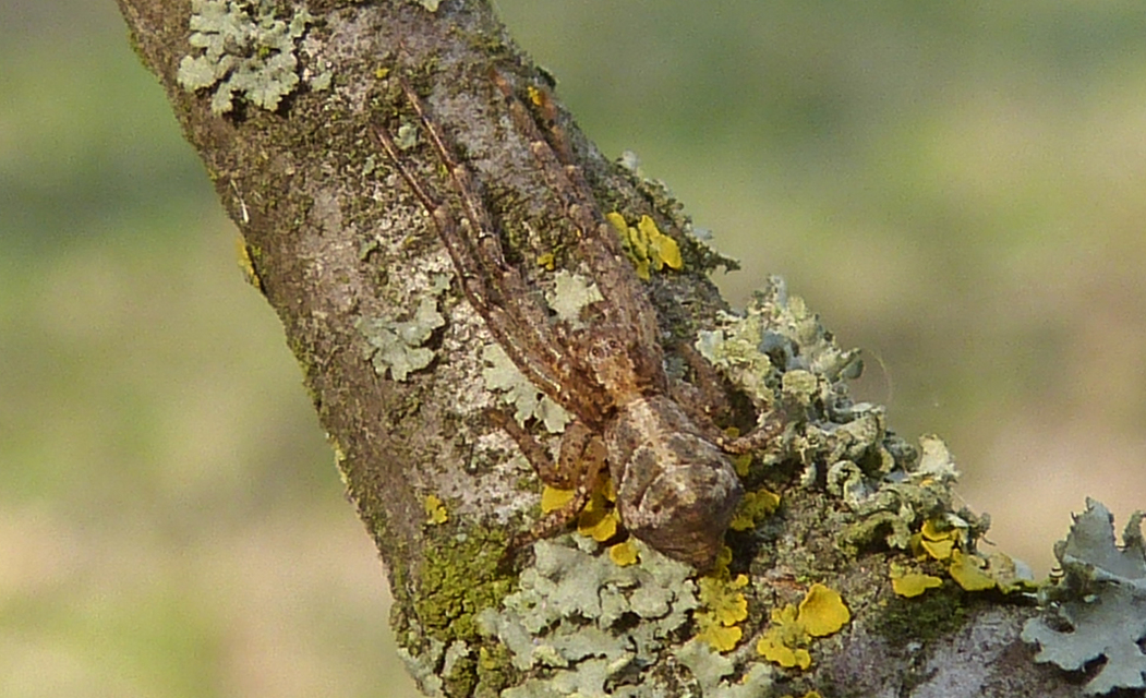 Tmarus