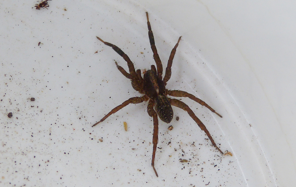 Trochosa