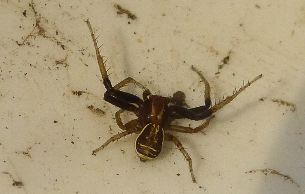 Xysticus ulmi - cserje-karolópók