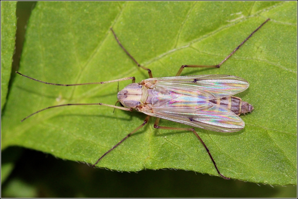 Chironomidae - árvaszúnyogok