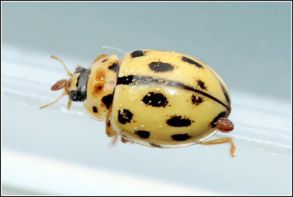 Propylea quatuordecimpunctata - tizennégypettyes füsskata