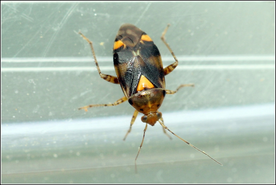 Liocoris tripustulatus - hárompettyes mezeipoloska