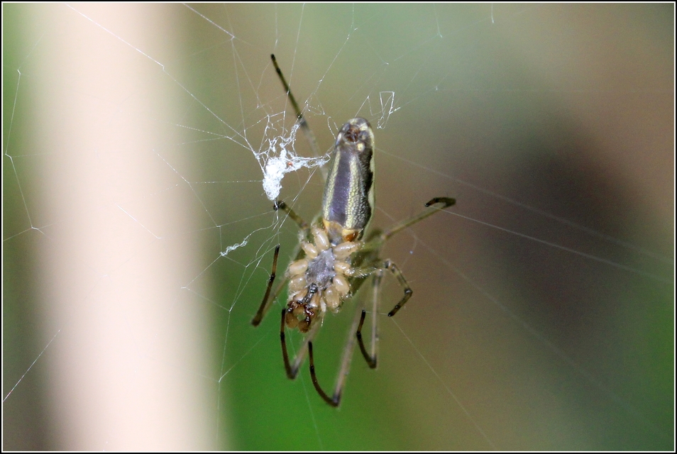 Tetragnatha