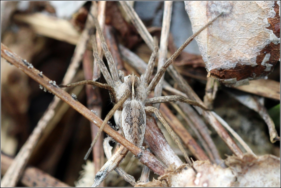 Pisaura mirabilis - csodáspók