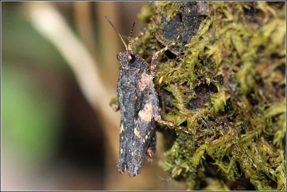 Tetrix tenuicornis - vékonycsápú tövishátúsáska