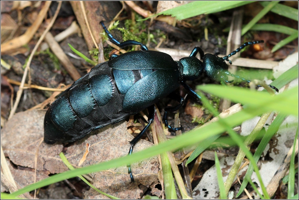 Meloe violaceus - kék nünüke