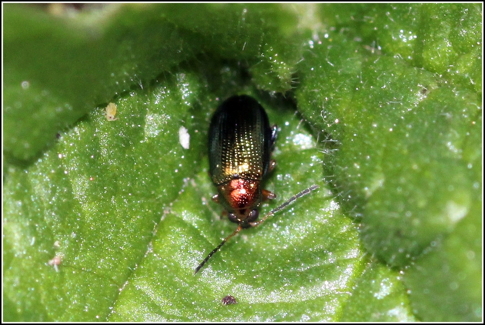 Crepidodera