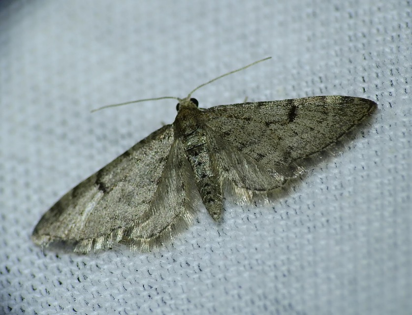 Eupithecia indigata - erdeifenyő-törpearaszoló