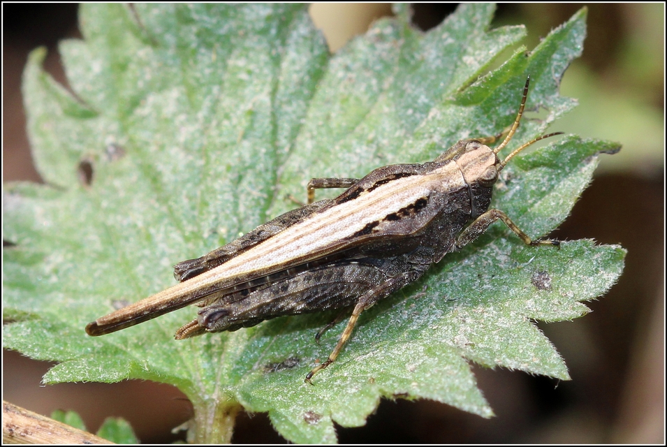 Tetrix subulata - közönséges tövishátúsáska