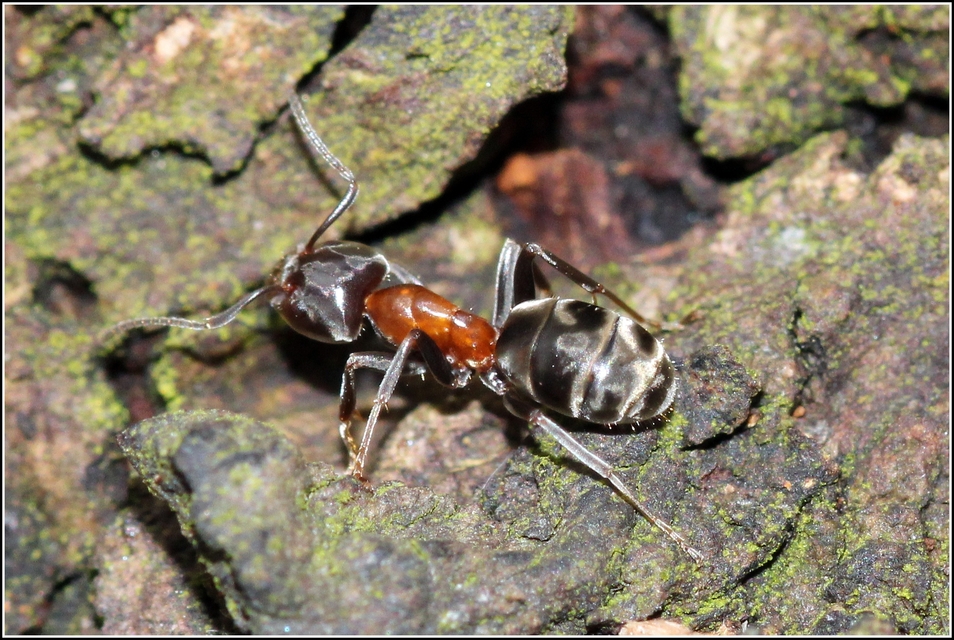 Liometopum microcephalum - tölgyfahangya