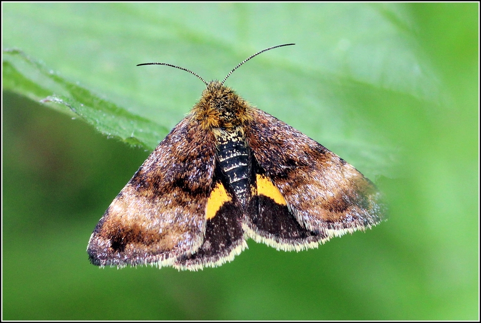 Panemeria tenebrata - apró sárgabagoly
