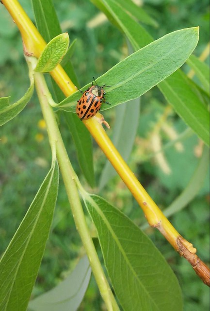 Chrysomela vigintipunctata - húszfoltos fűzlevelész
