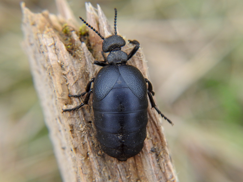 Meloe scabriusculus - érdes nünüke