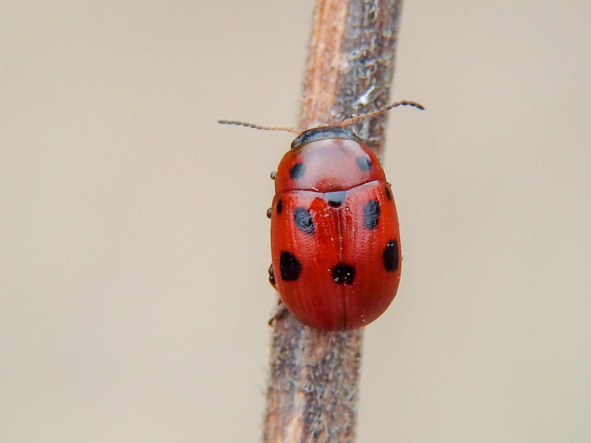 Gonioctena fornicata - közönséges lucernabogár