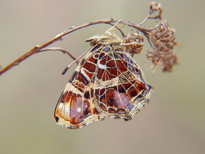 Araschnia levana - pókhálós lepke
