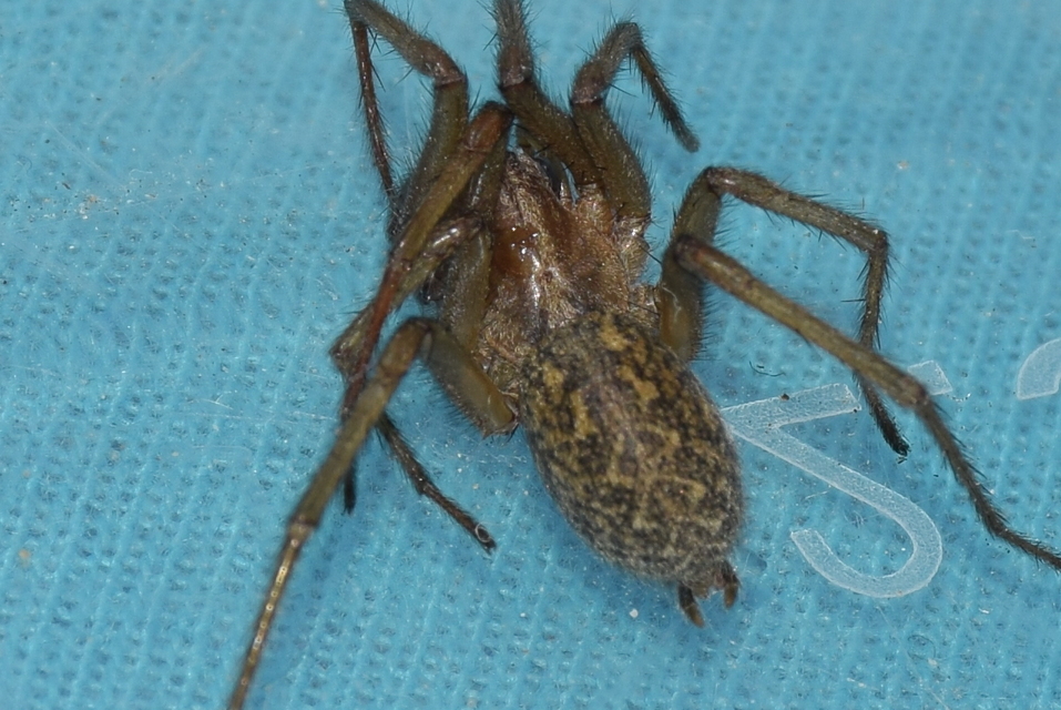 Eratigena agrestis - réti zugpók