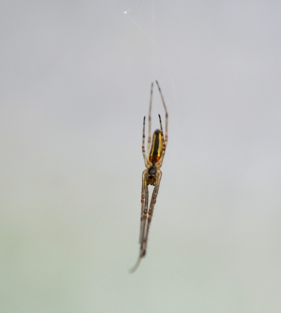 Tetragnatha
