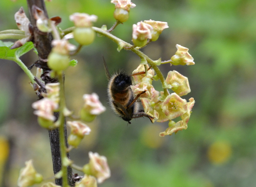 Tachinidae - fürkészlegyek