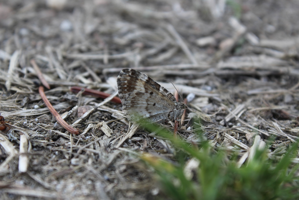 Epirrhoe alternata - galaj-tarkaaraszoló
