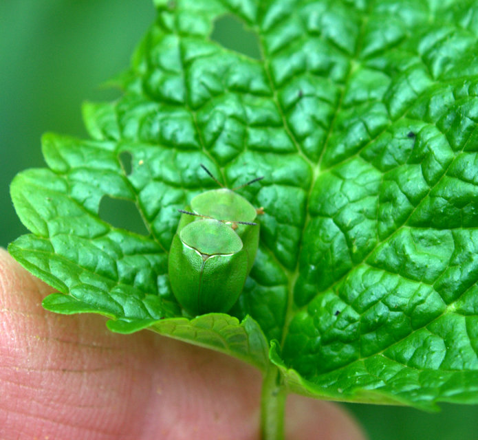 Cassida viridis - zöld pajzsbogár Cassida viridis - zöld pajzsbogár