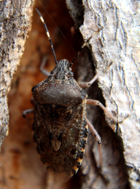 Rhaphigaster nebulosa - bencepoloska
