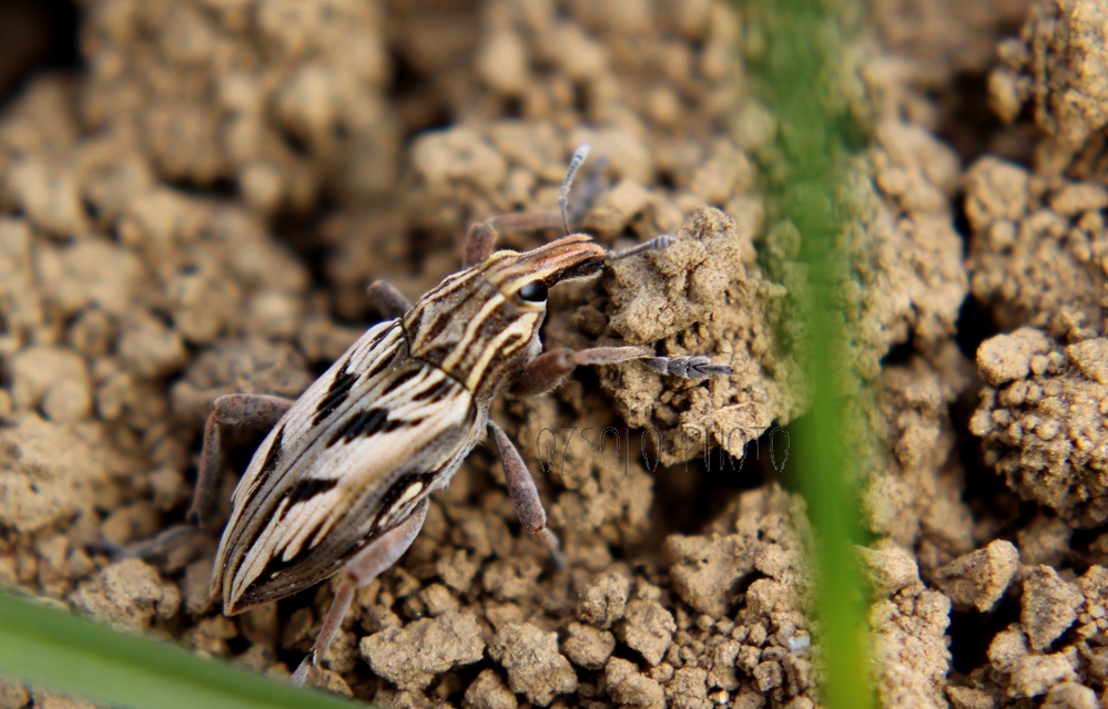 Coniocleonus nigrosuturatus - nyíljegyes barkó