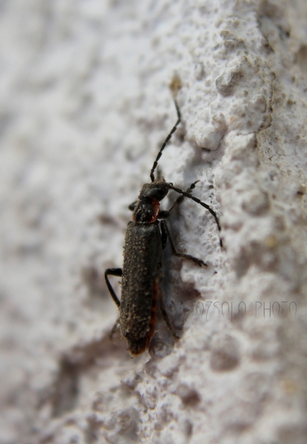 Cantharis pulicaria - zsírfényű lágybogár