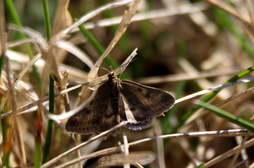 Pyrausta despicata - réti bíbormoly