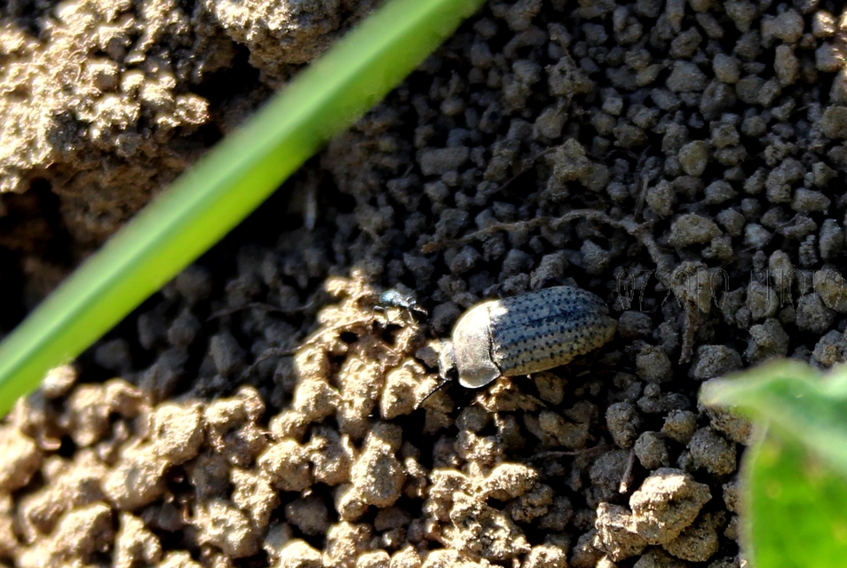 Opatrum sabulosum - sároshátú gyászbogár