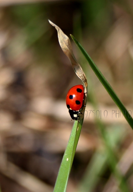 Coccinella