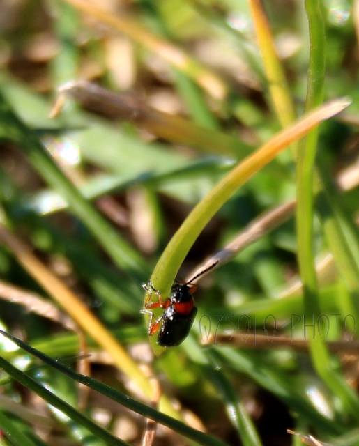 Oulema melanopus/duftschmidi