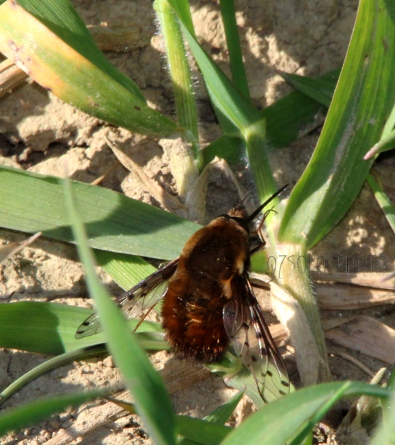 Bombylius discolor - feketefarú pöszörlégy