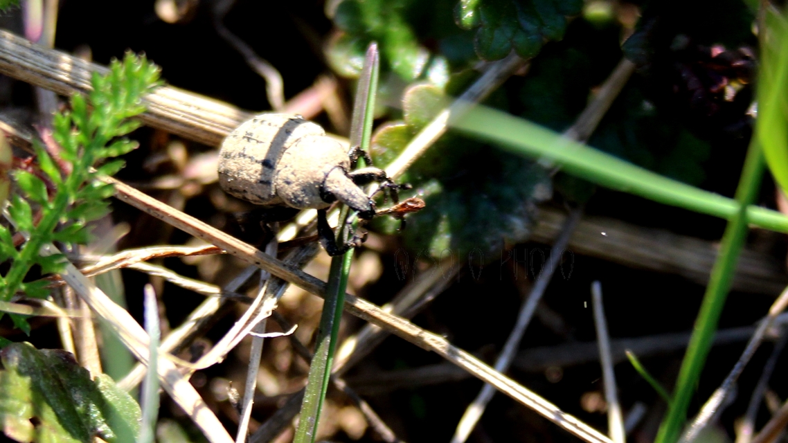 Minyops variolosus - nyugati bordásormányos