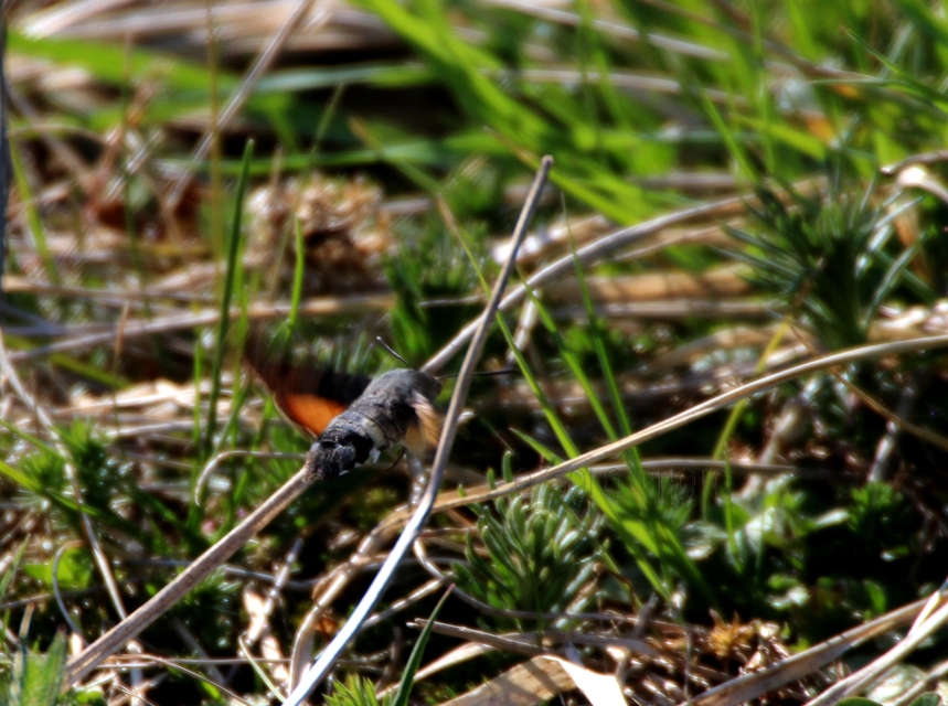 Macroglossum stellatarum - kacsafarkú szender